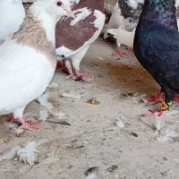 کبوتر رنگی|پرنده|شادگان, |دیوار