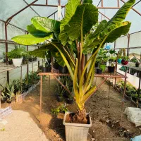 گل بابا ادم