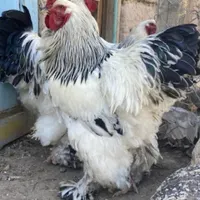 بلدرچین مینیاتوری و مرغ زینتی ولاری و چاپنیز