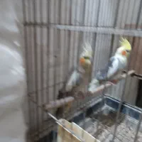 ۲جفت عروس هلندی روی تخم|پرنده|اردبیل, |دیوار