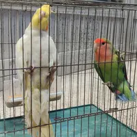 طوطی راهب.مرغ عشق.عروس هلندی.طوطی برزیلی|پرنده|لاهیجان, لیالستان|دیوار