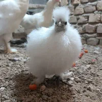 جوجه ابریشمی|حیوانات مزرعه|مینودشت, |دیوار