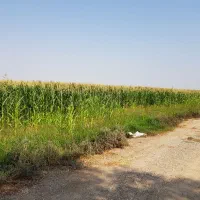 دو-قطعه-زمین-کشاورزی-دیم-4-و-16-هکتار-روستای-مازو