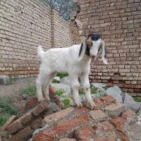 بزبابزقاله ماده