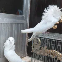 کبوتر شامپیون