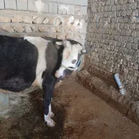 گوساله ماده