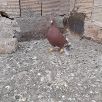 قره دم سفید نر جون بشرط پرش سفید کرمانی نر
