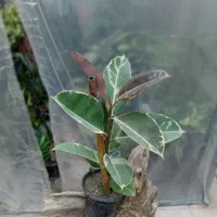 گل های اپارتمانی|گل و گیاه طبیعی|خوی, |دیوار