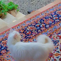 گربه پرشین همراه با دوتا بچه|گربه|گرگان, |دیوار