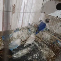 ۳ جفت کوتوله درجه یک|پرنده|نصر آباد, |دیوار