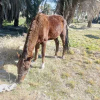 اسب|اسب و تجهیزات اسب‌سواری|سراوان, |دیوار