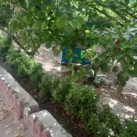 باغبانی،درختکاری،سمپاشی،|خدمات باغبانی و درختکاری|اصفهان, خانه اصفهان|دیوار