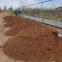 خاک باغچه ممتاز و کود گاوی ممتاز