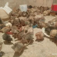 فروش جوجه گلپایگان