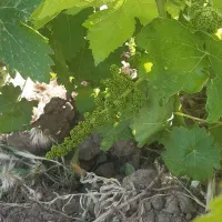 کشمش سایه خشک .کشمش آفتابی.کشمش تیزابی