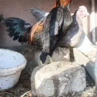 مرغ خروس لاری مینیاتوری کوشامون