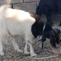 یک راس کهره ماده