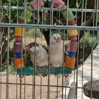 فنچ نرگسی شکلاتی