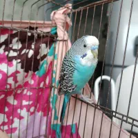 مرغ عشق|پرنده|شیراز, وصال|دیوار