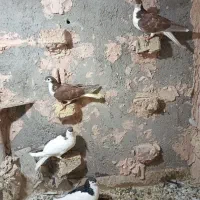 کبوتر|پرنده|سبزوار, شرق کال شمالی|دیوار