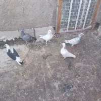 چندتا کفتر پرشی|پرنده|بشاریات, |دیوار