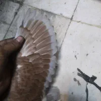 کفتر تهرانی ساعت بالا