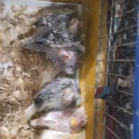 عروس سرلاکی