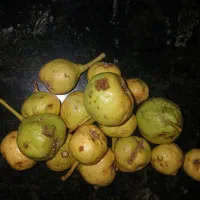 گلابی یا مرو کوهی