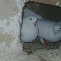 یک جفت سفید