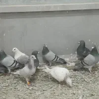 ۳۰ عدد حیون یک دنده