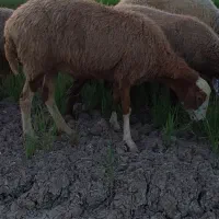 گوسفند ابستن ۴ عدد