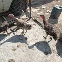 بوقلمون