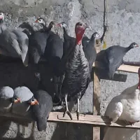 یک عدد بوقلمون نر ۲۵۰۰،ده عدد شاخدار ۶۵۰