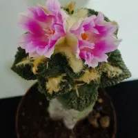 سوال داری چطور گل و گیاهتو نگهداری از من بپرس