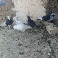 کفتر یجایی|پرنده|قم, نیروگاه|دیوار