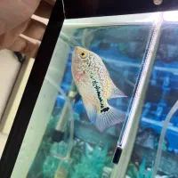 فلاور کامفا جوجه|ماهی|تهران, سنگلج (شاپور)|دیوار