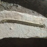 دسبند
