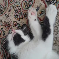 واگذاری بچه گربه تاکسیدو