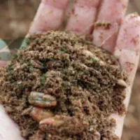 تفاله خرما تناژ|عمده‌فروشی|نیشابور, هفده شهریور|دیوار