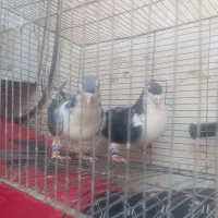دوتا امری نر بپر. خوشگل.