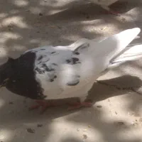 جفت کله هوایی