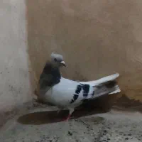 کبوتر