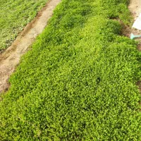 نشا گوجه|خدمات باغبانی و درختکاری|گلپایگان, |دیوار
