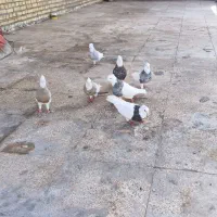 طوقی|پرنده|شادگان, |دیوار