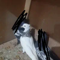 یک عدد جوجه طوقی