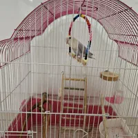 طوطی برزیلی دستی یاسی خوشرنگ|پرنده|اصفهان, عباس‌آباد|دیوار