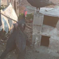 دوعددبوقلمون|حیوانات مزرعه|مشگین شهر, |دیوار