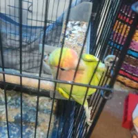 عروس هلندی و کوتوله