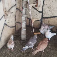 جوجه کبوتر|پرنده|تربت‌حیدریه, بالا ولایت|دیوار