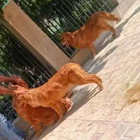مولد گلدن سگ گلدن رتریور|سگ|تهران, جمهوری|دیوار